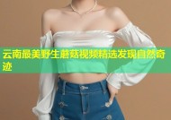 云南最美野生蘑菇视频精选发现自然奇迹
